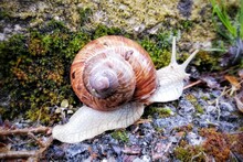 Snail In The Garden 