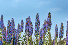 Echium Candicans Flower, Pride Of Madeira Purple Blossom, Butterfly Perched 