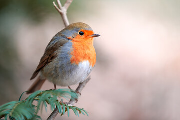 Wall Mural - common robin