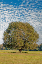 Shot Of Big Old Tree On Meadow Against Blue Sky With Small White Clouds