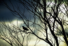 Birds On A Tree