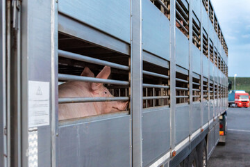 Pigs in a cage truck for transport to the slaughterhouse.