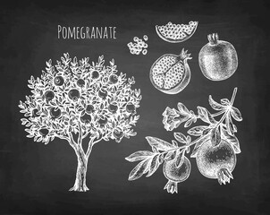 Wall Mural - Pomegranate chalk sketch.