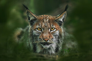 the eurasian lynx (lynx lynx), close-up portrait