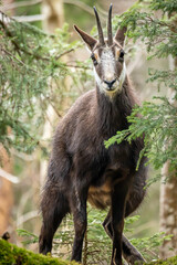 One chamois peeing or urinating in forest. Rupicapra rupicapra in natural environment in Switzerland.