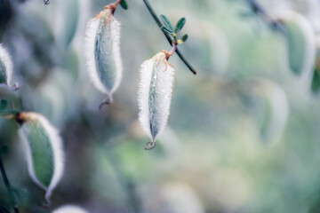 Macro shot of fluffy seed pods