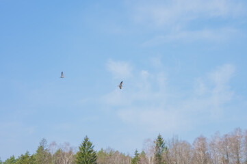 Cranes flying through the sky above a meadow in the middle of the forest