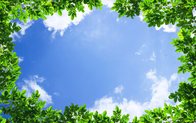 Wall Mural - green trees and a cloudy blue sky