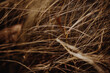 texture of wind entangled autumn dry brown grass, dark warm brown color