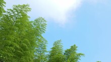 Top Of Verdant Bamboo Swaying In The Wind, Blue Sky Background, Copy Space