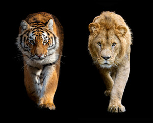 Poster - Close up male lion and Siberian or Amur tiger on black background