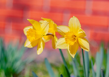 Two Yellow Bright Daffodil Flowers