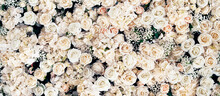 Banner Of Flowers Beautiful And Fragrant. A Large Bouquet Of White Roses. Copy Space.