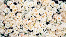 A Large Bouquet Of White Roses. Banner Of Flowers Beautiful And Fragrant. Copy Space.
