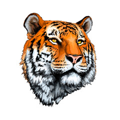Fototapete - Tiger head portrait from a splash of watercolor, colored drawing, realistic. Vector illustration of paints