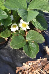 Canvas Print - Strawberry Plant with Blooms