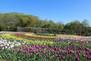 Wall Mural - 馬見丘陵公園　チューリップフェア