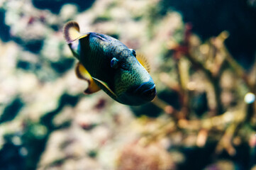 Wall Mural - underwater photo of sea fish at Phuket Aquarium, Thailand - dec, 2019