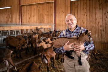 Wall Mural - Portrait of an older farm worker or cattleman holding goat kid domestic animal in farmhouse. In background domestic animals standing and eating.