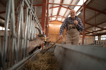 Wall Mural - Portrait of smiling farmer or cattleman standing in farmhouse and feeding animals. In background goat domestic animals standing and eating.