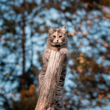 Cute Gray Cat Climbed On A Log On A Walk And Looks Directly At The Camera