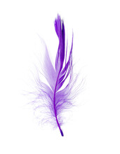 Beautiful  Violet Purple Feather Isolated On White Background