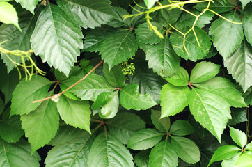 Wall Mural - Green Parthenocissus