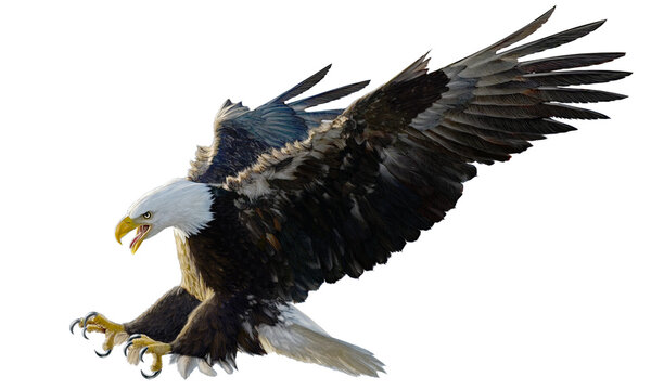 bald eagle landing swoop attack hand draw and paint on white background illustration.