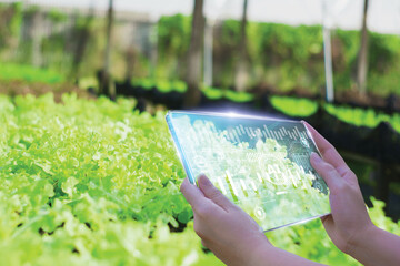 Business woman using smart tablet,organic farm control,concept Agriculture product control,Artificial intelligence or AI,internet of things,5G to agriculture industry,satellite track for agricultural