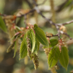 Sticker - Gros plan sur feuilles de charme (Carpinus cordata) à bord sciés, semi-enroulées, pointues et nervuréee de couleur vert