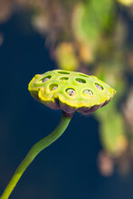 Close-up Of One Lotus Seed Pod, Macro Photography