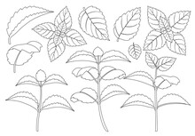 Mint Leaf Outline Vector Set Illustration Of Icon.Fresh Peppermint Vector Set Of Icon.Set Illustration Leaf Of Mint On White Background.