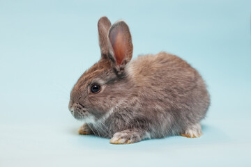 Wall Mural - rabbit on a blue  background