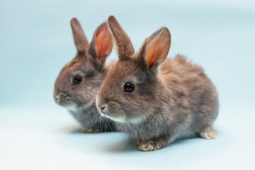 Wall Mural - rabbit on a blue  background