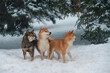 A flock of three Siba inu dogs walk in a snow-covered forest 
Dogs of Japanese breed in beautiful fairy forest