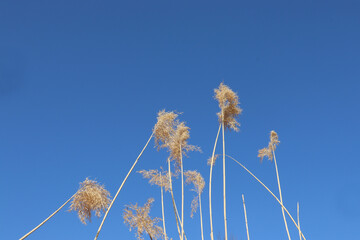 Reed in the wind. Pampas grass against bright blue sky. Copy space. Natural background