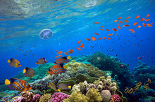 Tropical Fish And Hard Corals On A Blue Water