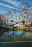 Fototapeta Tęcza - 春の京都、山科にある琵琶湖疏水と満開の桜咲く風景