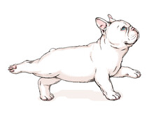 Cute French Bulldog Puppy. Vector Illustration In Hand Drawn Style