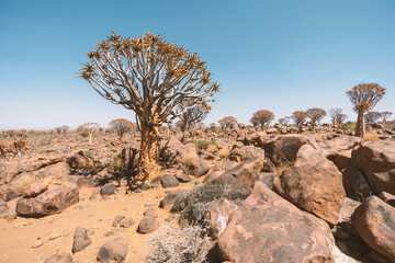 Wall Mural - quiver trees in stones