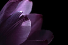 Artistic Macro Photo Of Some Petals Of A Single Purple Tulip With Black Background. Focus On The Front Petal On The Left