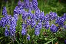 Clusters Of Tiny Bell Shaped Blue Flowers Of The Grape Hyacinth.