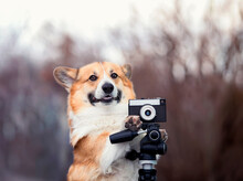 Funny Corgi Dog Puppy Stands In The Garden And Take Pictures On An Old Photo Camera
