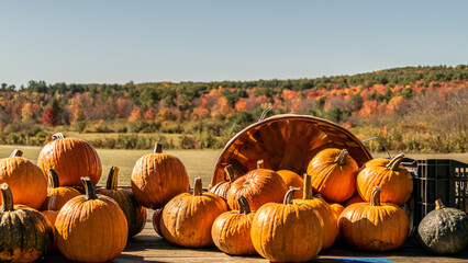 pickings from the pumpkin patch