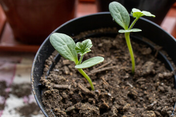 Watermelon fruit seedlings growing in a pot. Homemade in a an apartment greenhouse. Water melon plant close up photo.