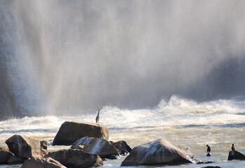 A heron on a rock at the base of a large dam on the Catawba river in South Carolina, with the spray and mist in the background.