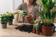 woman gardening houseplants at her apartment.