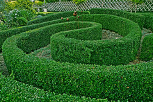 A Large Garden Border With Circular Topiary Hedge In A Country House Garden