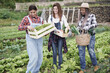 Multiracial gardening women with fresh vegetable working inside farm - Harvesting period