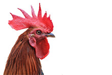 A Red Crest On The Head Of The Rooster